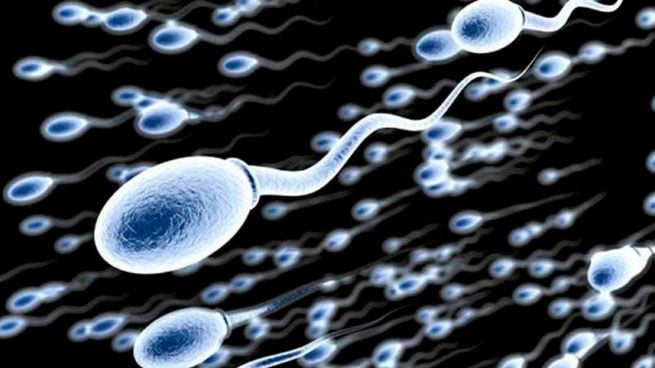 IA espermatozoides