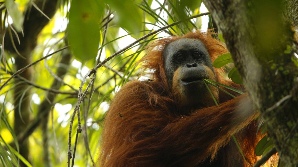 El Pongo tapanuliensis es la tercer especie de orangután que ha sido descubierta