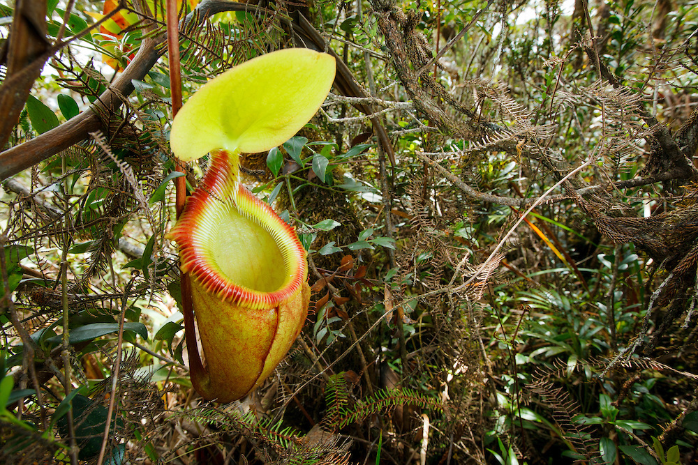 Виды растений в южной америке. Непентес мадагаскарский. Непентес Джентли. Непентес Хукериана. Орхидея эндемик Южной Америки.