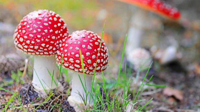 Reino de los hongos: qué es y características del reino fungi