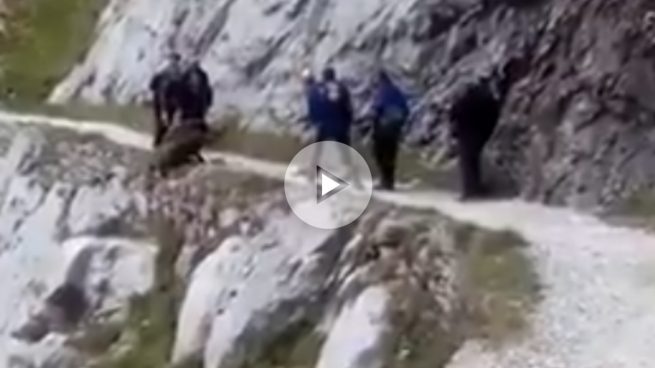 Unos excursionistas despeñan a un jabalí por un barrando de los Picos de Europa sin motivo.