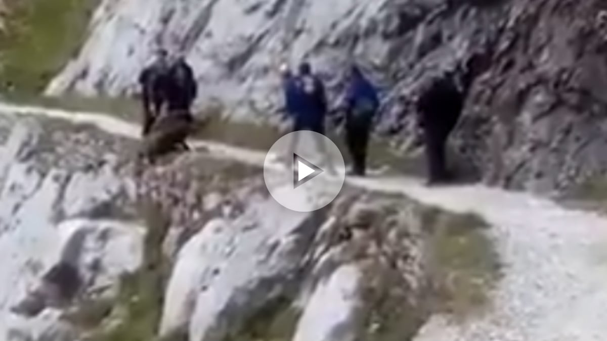 Unos excursionistas despeñan a un jabalí por un barrando de los Picos de Europa sin motivo.