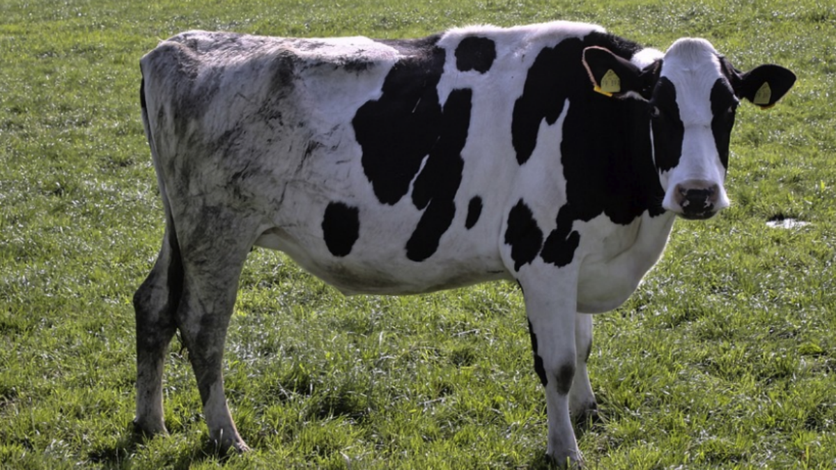 España detecta un caso de ‘vacas locas’ en Salamanca