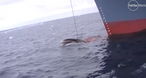 Un fragmento del vídeo que muestra a los "investigadores" japoneses cazando una ballena en un santuario dedicado a este cetáceo en aguas Australianas. Video: Sea Sheperd