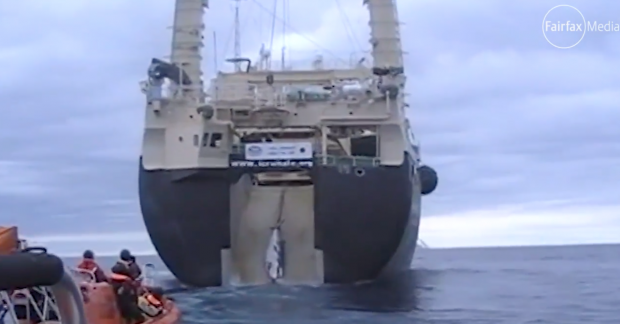 Un fragmento del vídeo que muestra a los "investigadores" japoneses cazando una ballena en un santuario dedicado a este cetáceo en aguas Australianas. Video: Sea Sheperd