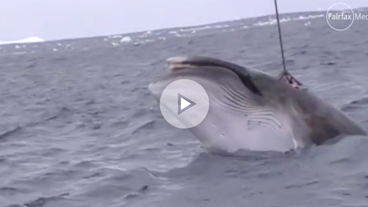 Un fragmento del vídeo que muestra a los «investigadores» japoneses cazando una ballena en un santuario dedicado a este cetáceo en aguas Australianas. Video: Sea Sheperd