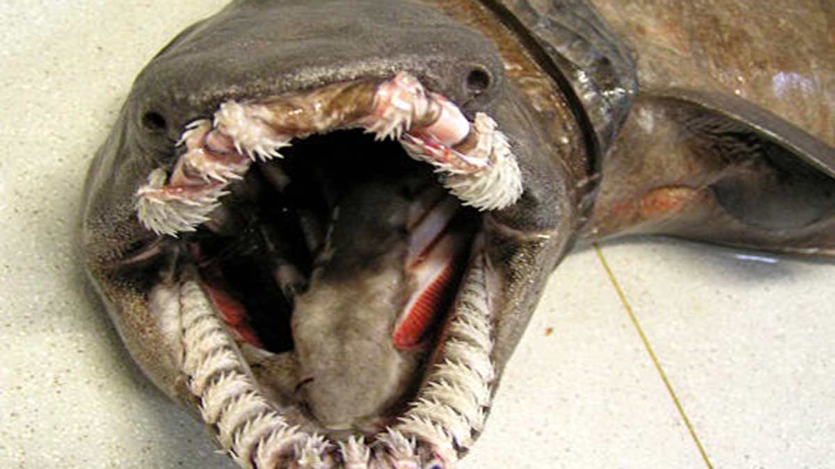 Плащеносная акула плащеносец
