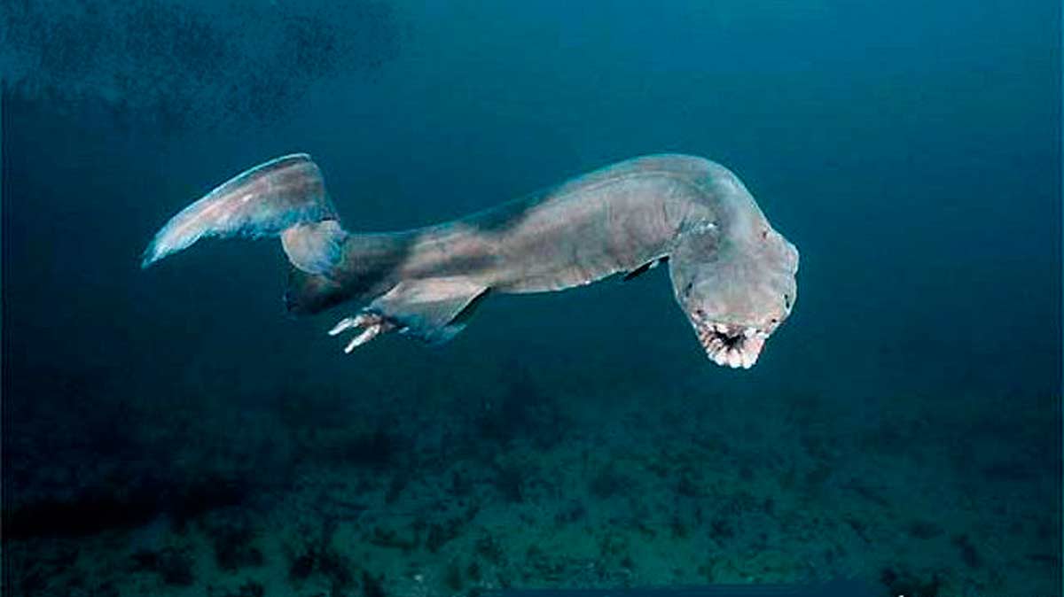 El tiburón anguila es uno de los animales más extraños del mundo (Kelvin Aitken)
