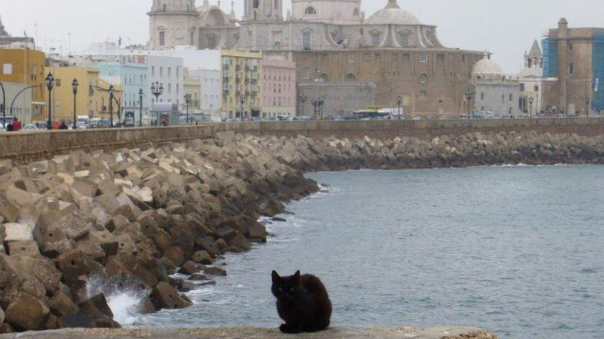 Un gato callejero en Cádiz.