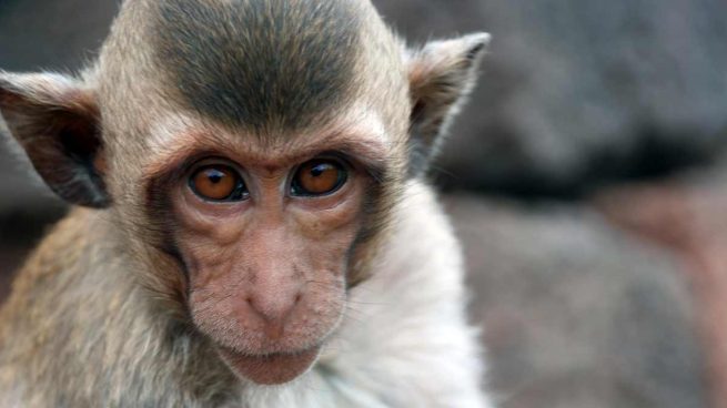 Twitter: Unos monos roban muestras de coronavirus a un investigador en plena calle