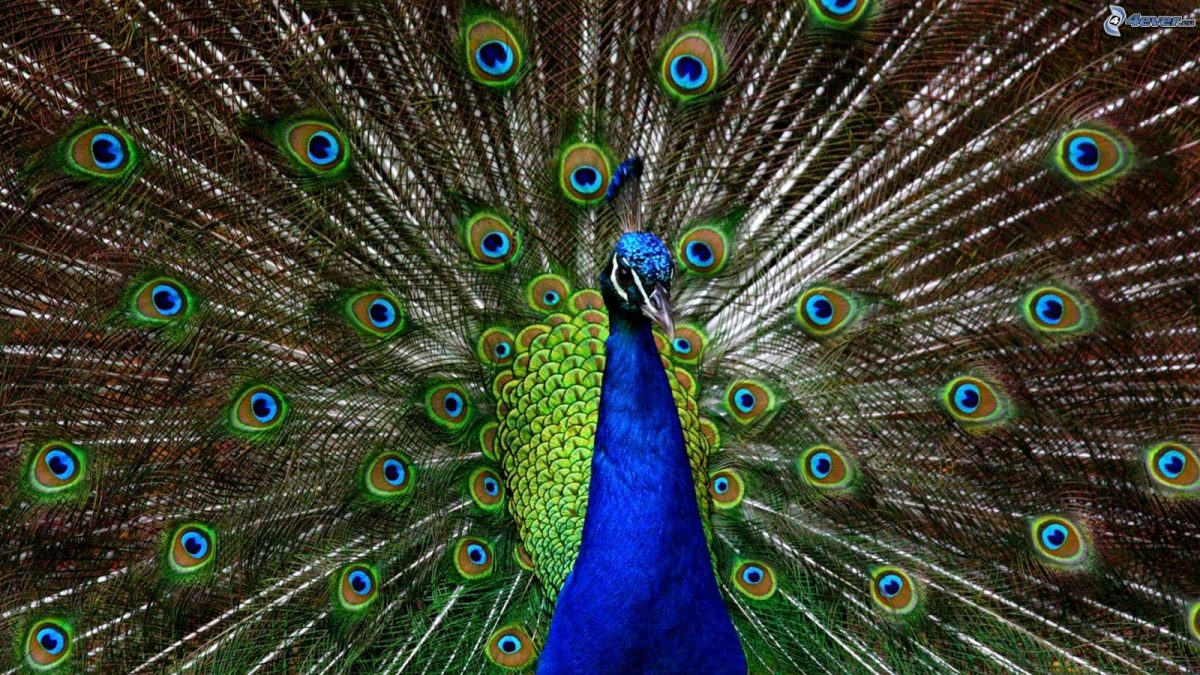 La cola del pavo real llama la atención por su tamaño y belleza.