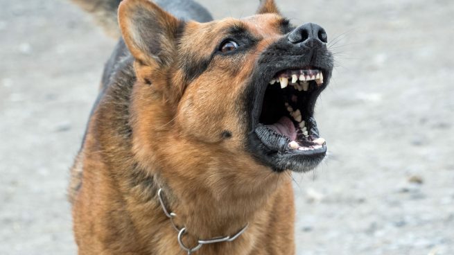 La Policía busca al propietario de un perro tras herir éste en el rostro y oreja a niña de Sevilla