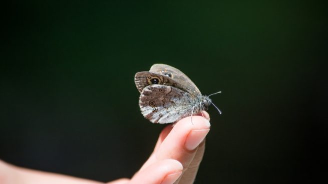 piel de mariposa