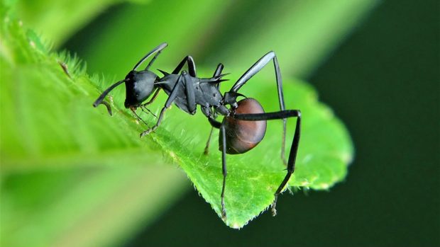 Las hormigas sacrifican por el colectivo a sus compañeros infectadas