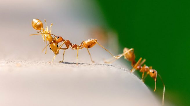 Las hormigas sacrifican por el colectivo a sus compañeros infectadas