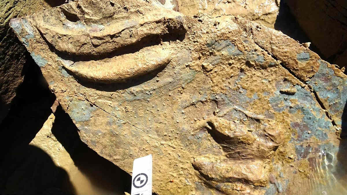 Descubiertas las huellas de tortugas de hace 227 millones de años