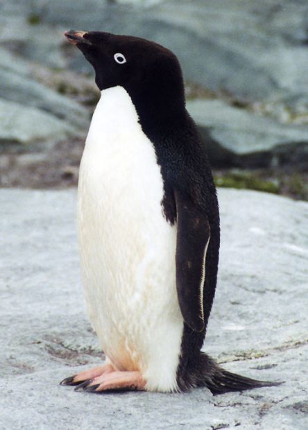 pingüinos Adelie
