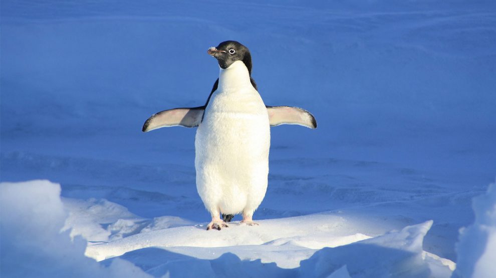 El Ejército de Tierra nos invita a apadrinar un pingüino de la Antártida y a colaborar en la lucha contra el cáncer a través de su campaña de apadrinamiento