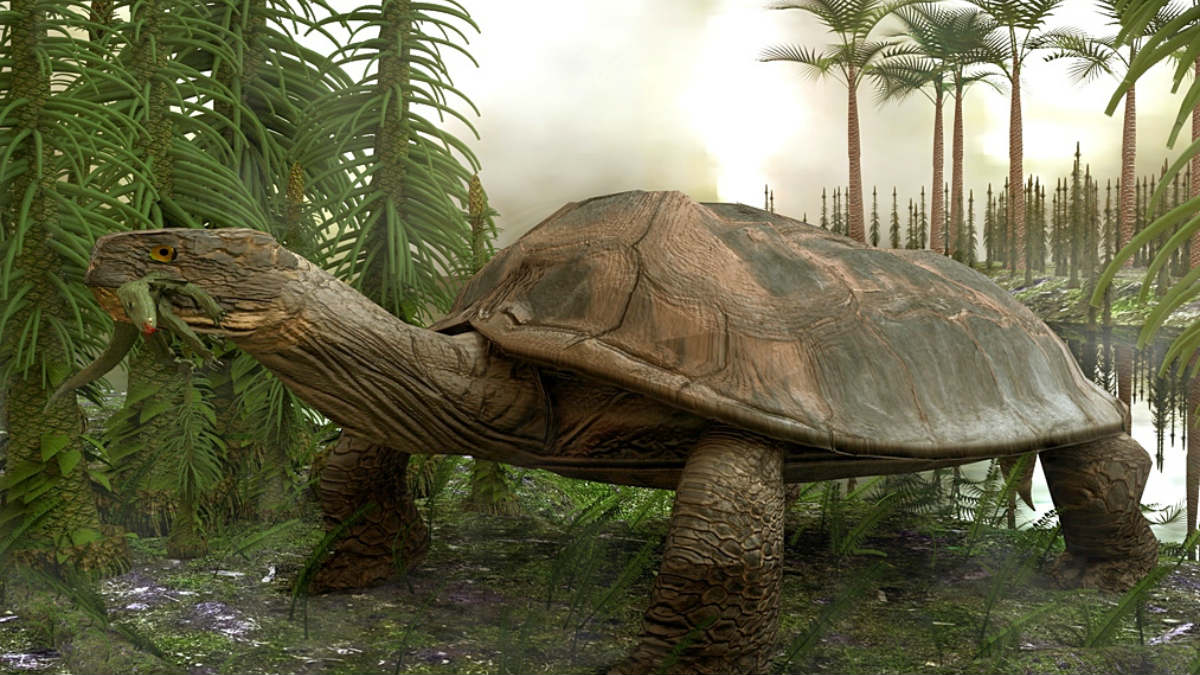 Las tortugas son uno de los animales más antiguos de la Tierra