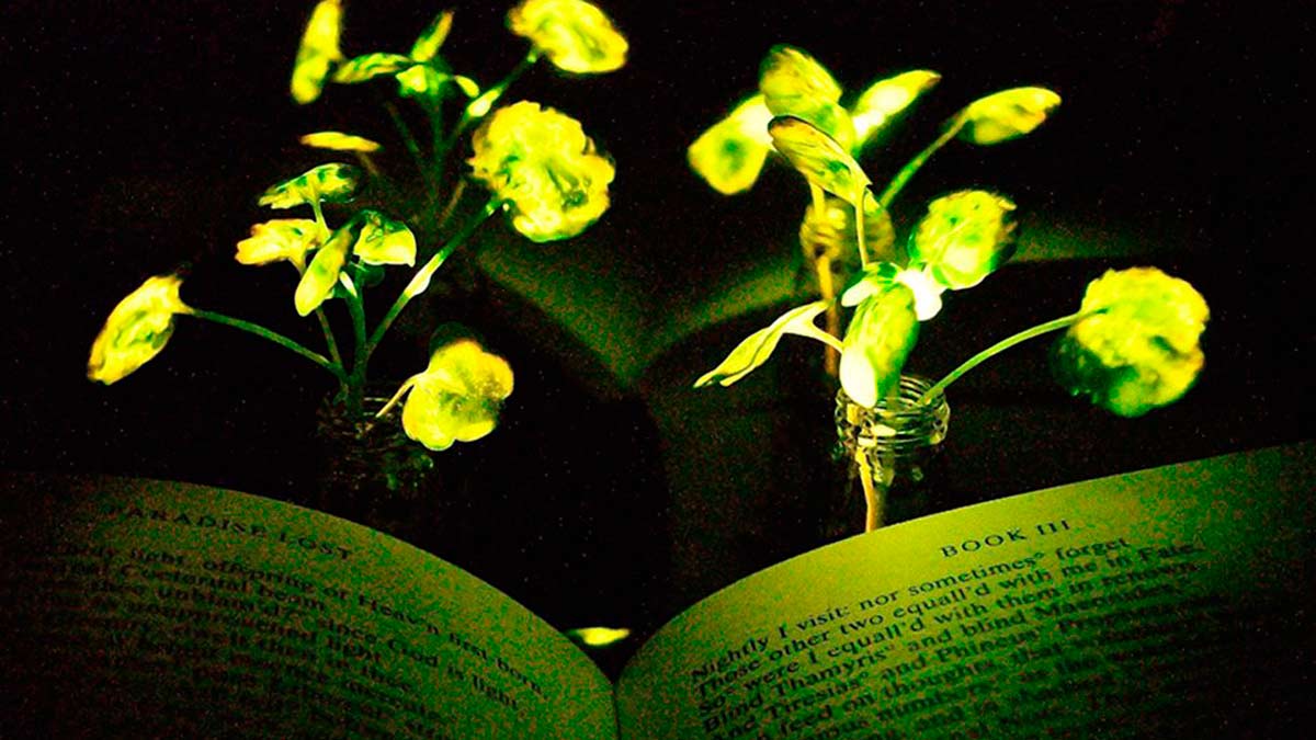 Las plantas que sustituirán la iluminación convencional