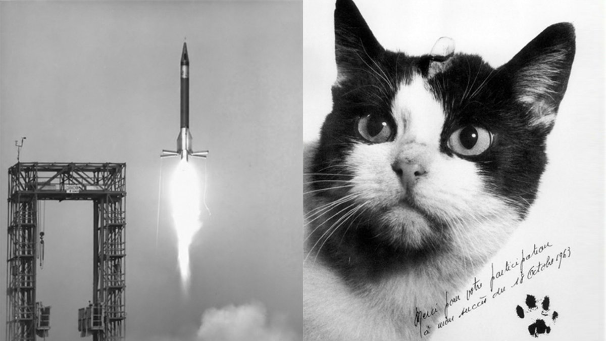 La primera gata en el espacio. Imagen de la campaña de Kickstarter