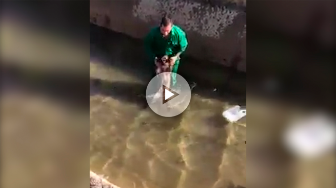 Difunden el vídeo de extrema crueldad en el que un individuo ahoga a un jabalí sin piedad ?>