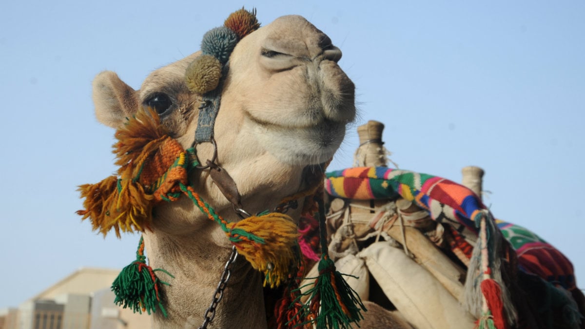 Camellos, los protagonistas de un festival en Arabia Saudí