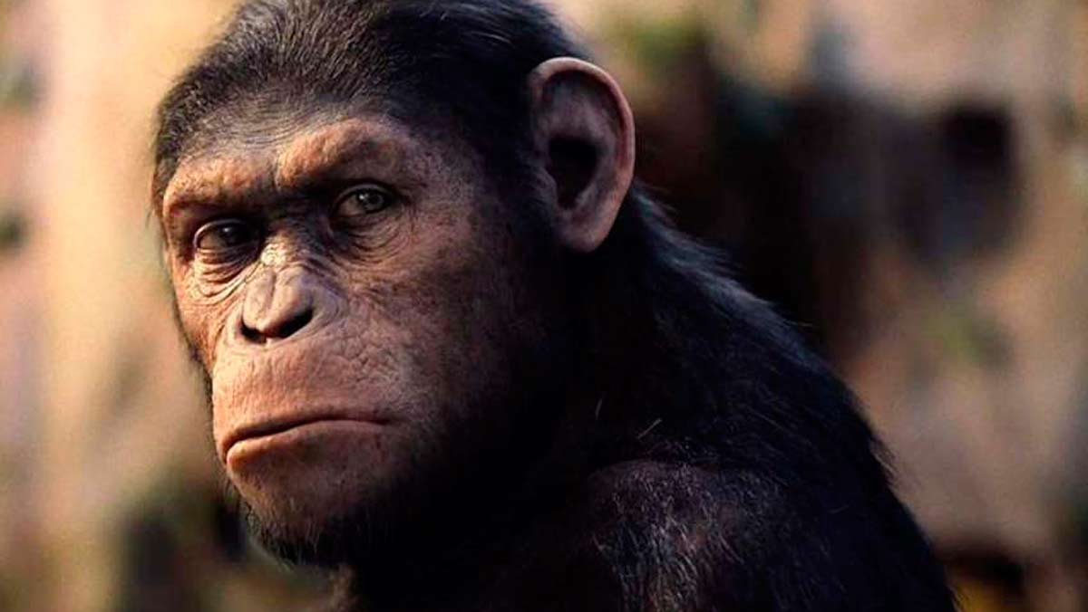 La historia que asusta a la ciencia un híbrido entre chimpancé y humano (2)