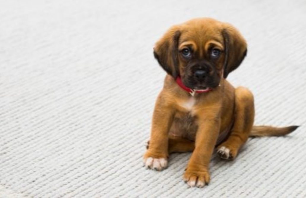 Cómo educar a un perro paso a paso Claves para el equilibrio de tu perro Cómo educar a un perro paso a paso Claves para el equilibrio de tu perro