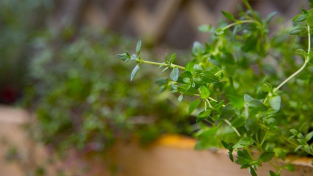 Cómo eliminar los hongos en las uñas de los pies