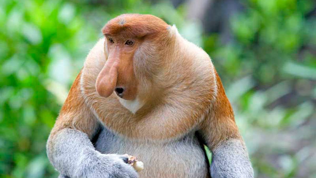 La verdad sobre la nariz de los monos narigudos