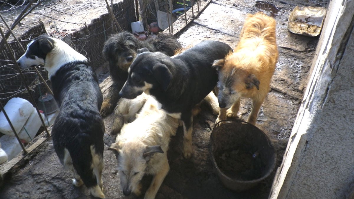 Algunos de lo perros en mal estado decomisados en Pontons (Barcelona) por la Guardia Civil y los Agentes Rurales de la Generalitat.