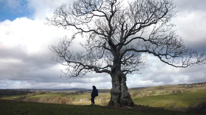 Crean el arbol genealógico más grande de la humanidad