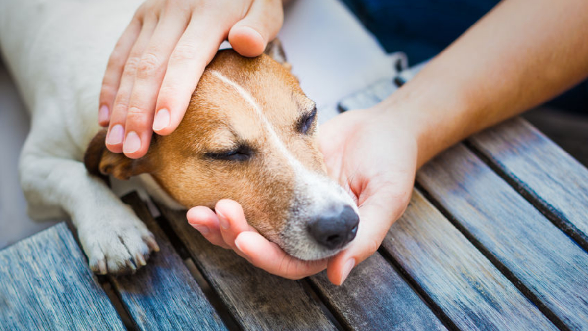 Cómo saber si un perro tiene fiebre paso a paso