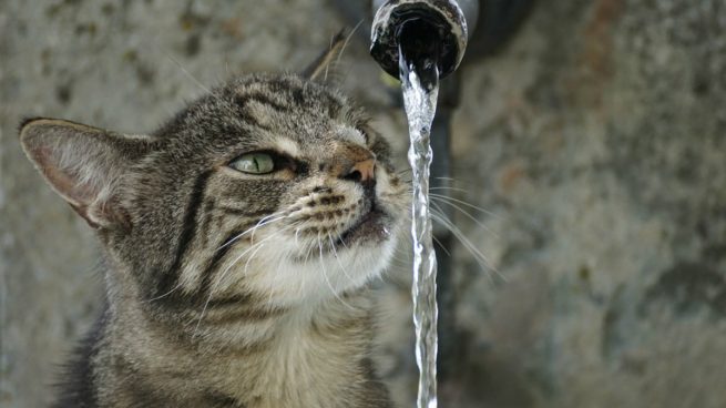 gatos agua