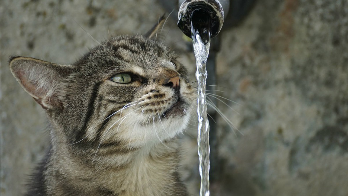 Agua y gatos, una relación complicada