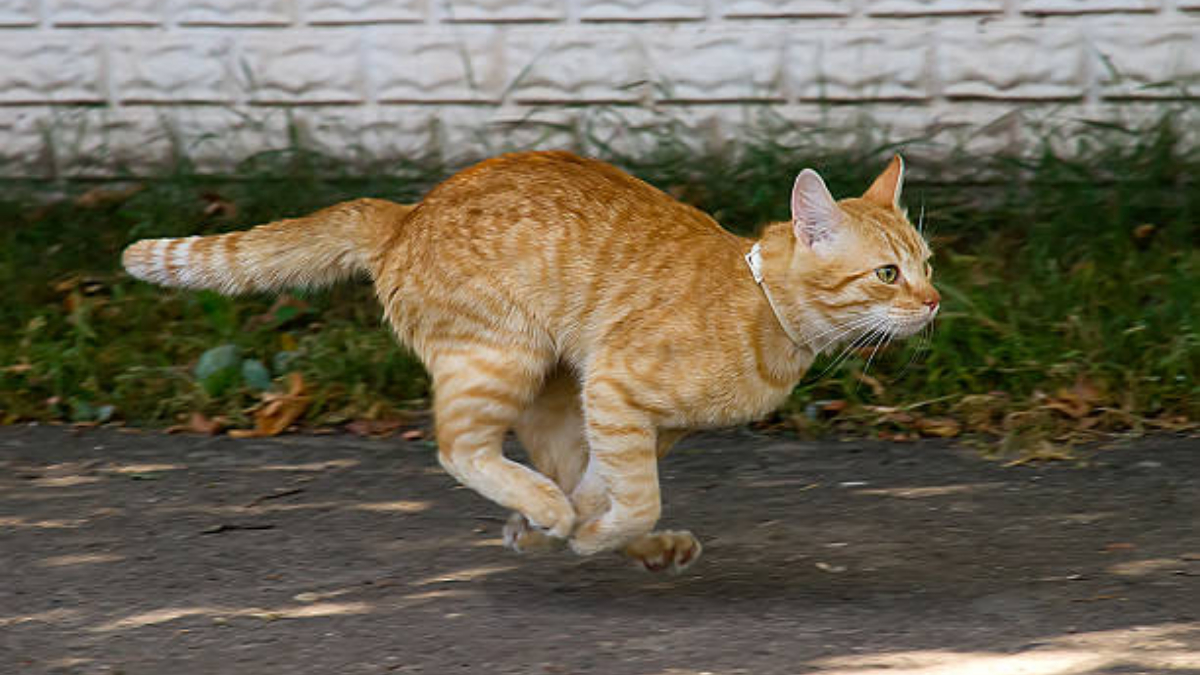 Cómo ahuyentar gatos con remedios caseros y sin hacerles daño