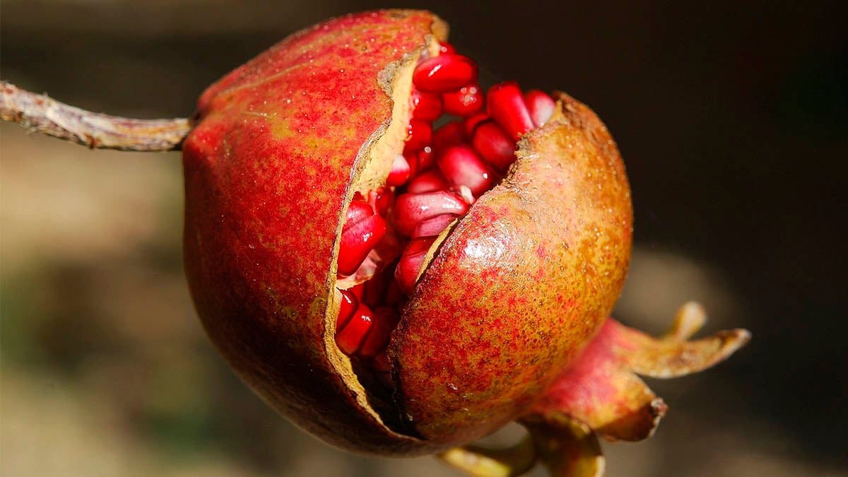 Apuesta por estos superalimentos en tu dieta y verás cómo esta primavera te sientes rejuvenecido y lleno de vitalidad