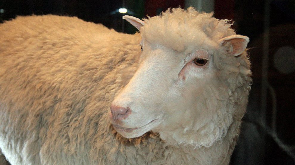 Una representación de la oveja Dolly