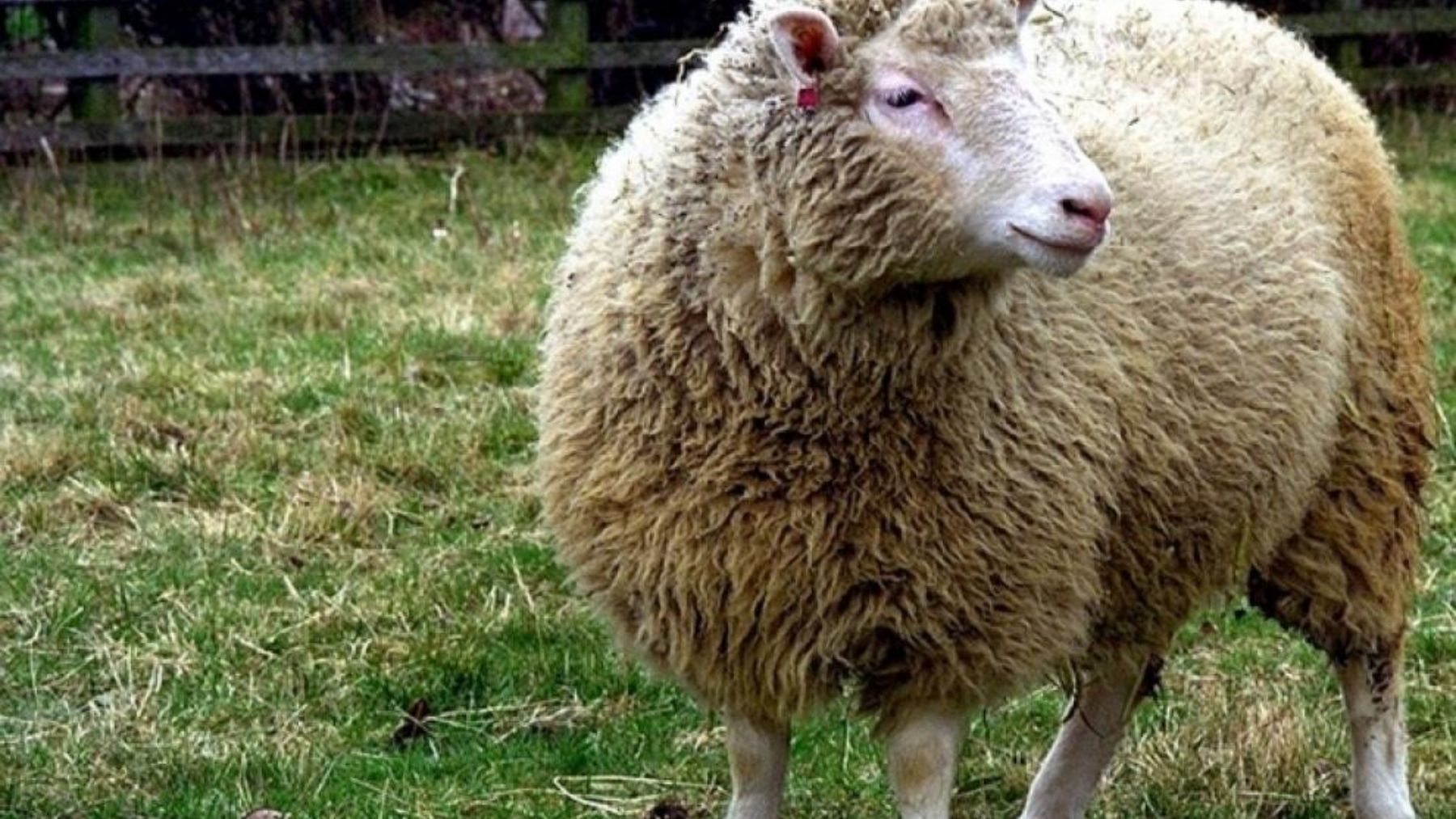 Descubrimos la historia más delirante de la oveja Dolly