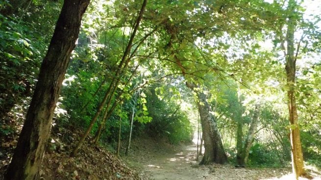 Andalucía destina 106 millones para impulsar la Revolución Verde en las zonas forestales