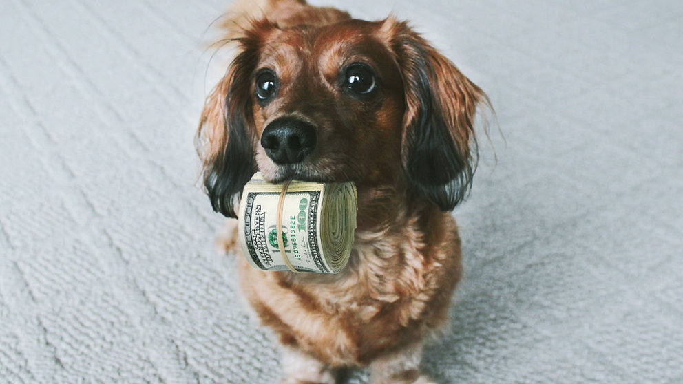 Un perro sujetando billetes con su boca.