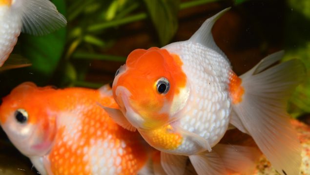 Cómo cuidar a un Goldfish con estos fáciles consejos
