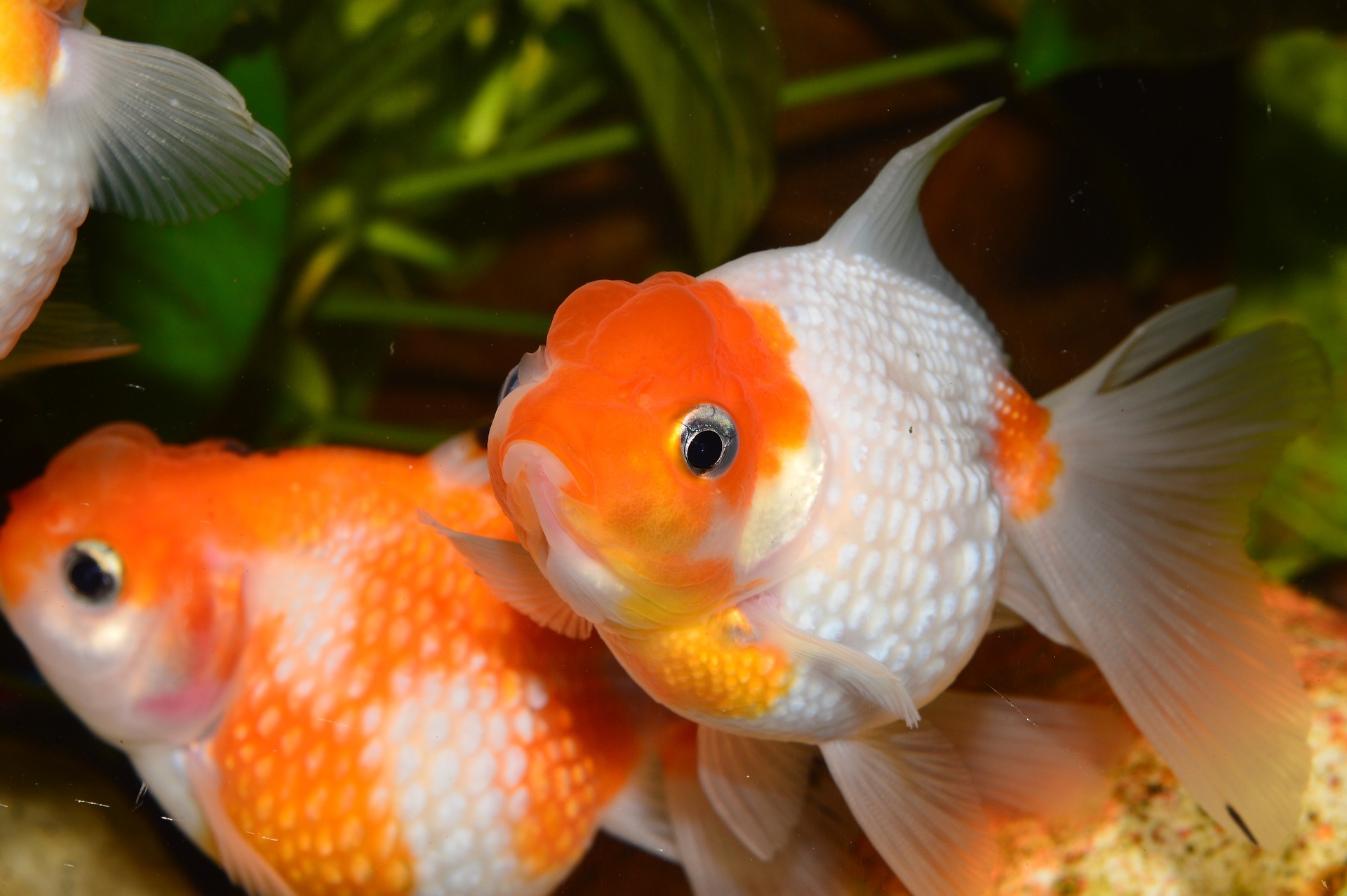 Los pasos para cuidar un goldfish si tienes uno en casa