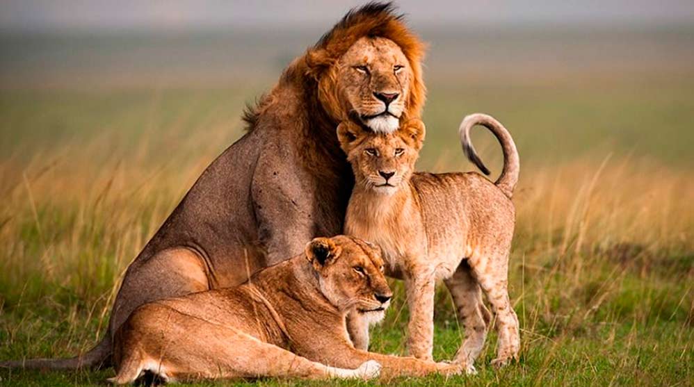 Los leones gigantes existieron en África hace  años