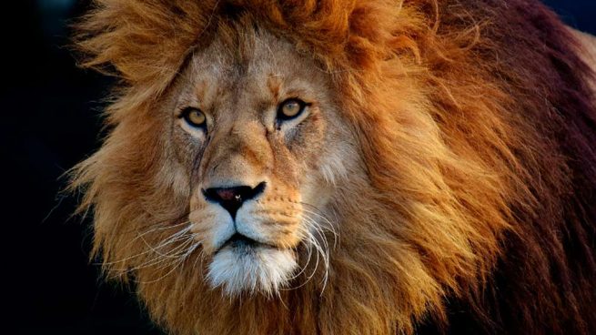 Top 72+ imagen leones enormes
