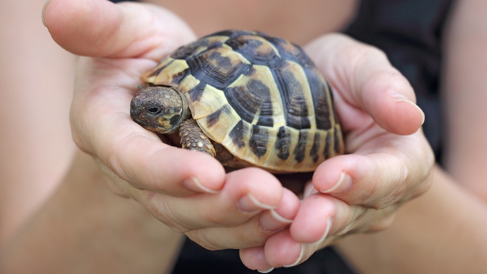 Cómo cuidar a las tortugas de agua dulce de forma correcta paso a paso