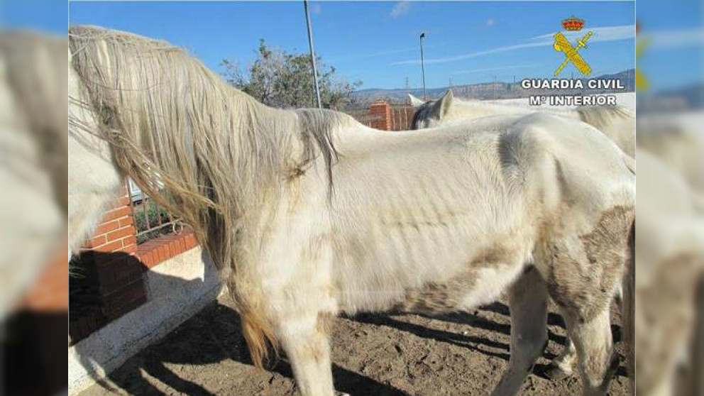 Los caballos desnutridos en Muchamiel, Alicante.