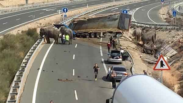 Varios elefantes bloquean la carretera tras el accidente.