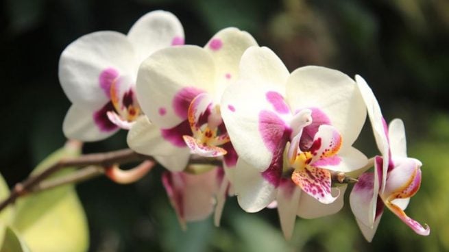 cuidar orquídeas